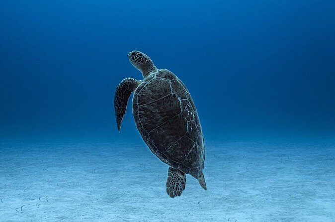 Private Snorkel Tour On The Reef Lagoon - The beach break: snacks, drinks, and a real reset between swims