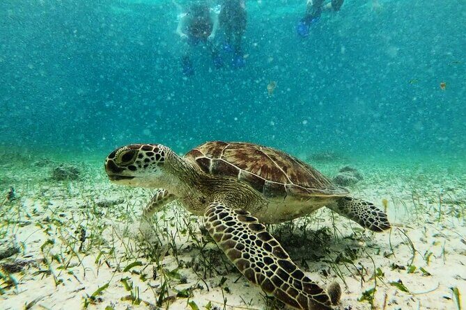 Private Snorkel Tour On The Reef Lagoon - Gear, safety, and the three-run ladder reality check