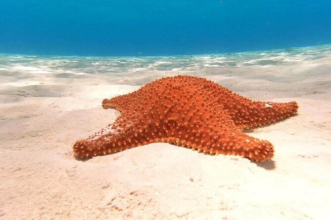Private snorkeling tour to El Cielo - Key things to know before you book