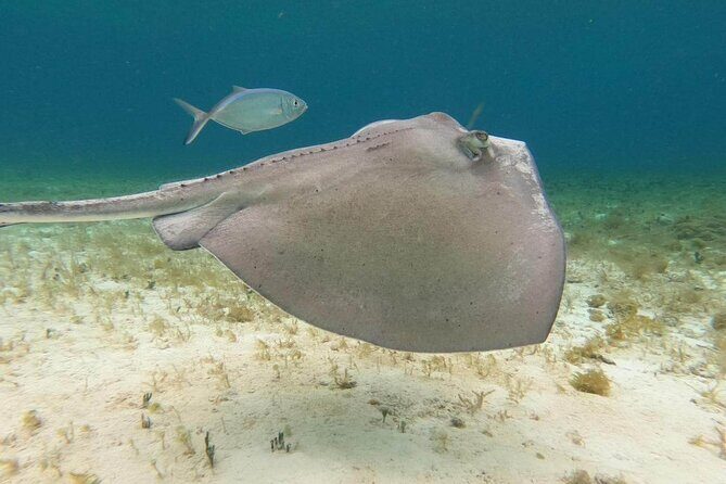 Private snorkeling tour to El Cielo - Meeting at La Caleta Marina: Where Your Day Starts