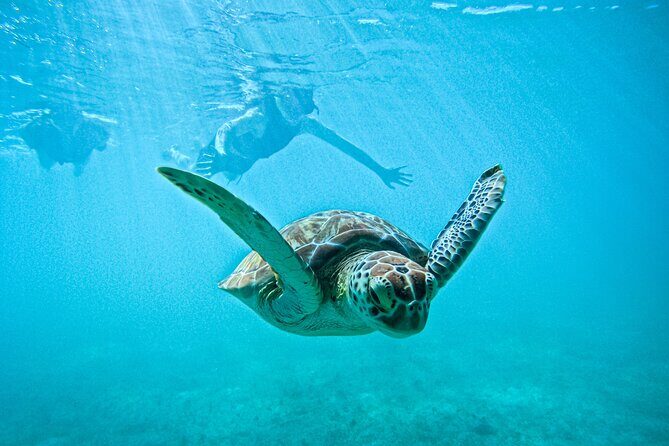"Private snorkeling with turtles in Akumal + Photos included" - What You’ll Love Most (Quick Hits)