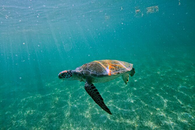 "Private snorkeling with turtles in Akumal + Photos included" - Underwater Photos and Videos: What’s Included (and What to Expect)