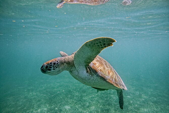 "Private snorkeling with turtles in Akumal + Photos included" - Timing and Weather: When to Go for Better Water Time