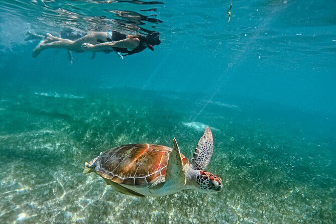 "Private snorkeling with turtles in Akumal + Photos included" - Getting Started at Playa Akumal: Gear, Briefing, and Park Access