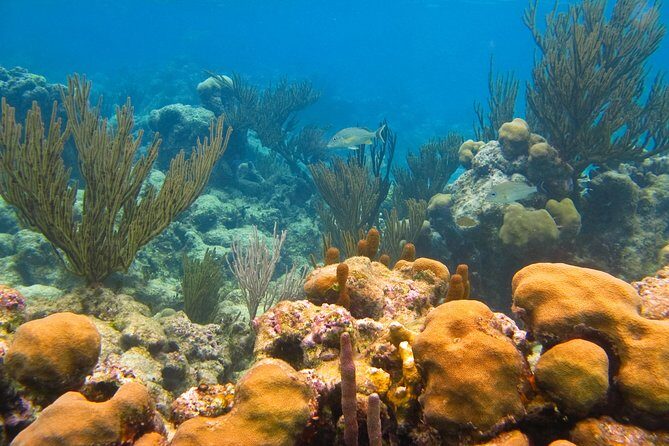 Private swiming with Turtles in Akumal - Price check: what $245 covers and the extra $20 fee to plan for
