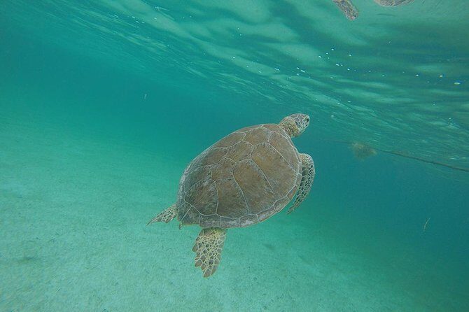 Private Tour: Akumal Marine Turtle Snorkeling and Cenote Adventure - Akumal Bay turtle snorkeling: the main event