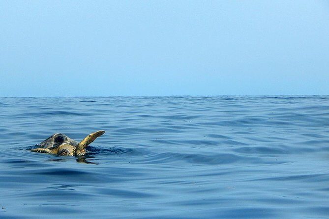 Private Tour: Akumal Marine Turtle Snorkeling and Cenote Adventure - Your guide matters: calm, patient support
