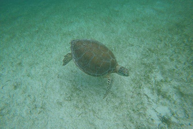 Private Tour: Akumal Marine Turtle Snorkeling and Cenote Adventure - Price and value: $695 per group and when it feels fair