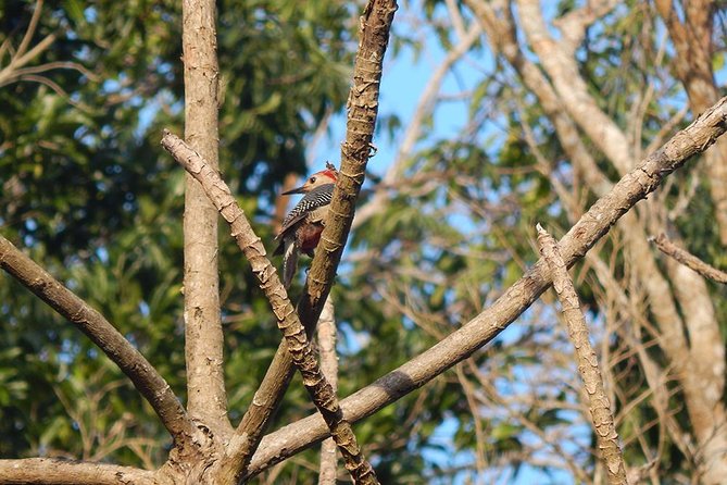 Private Tour: Birdwatching from Cancun - Into the Mayan jungle edge on the Riviera Maya
