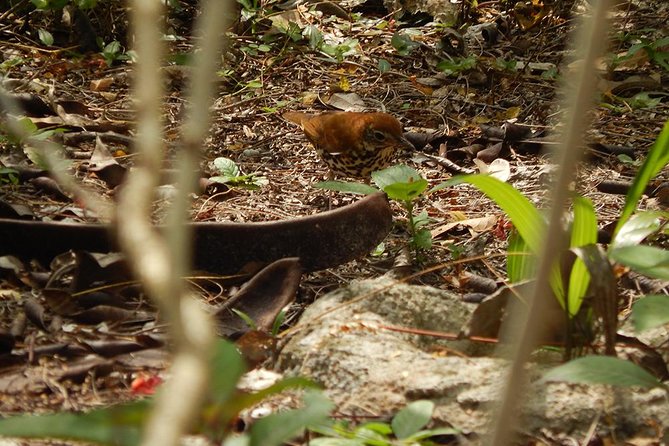 Private Tour: Birdwatching from Cancun - Snacks, comfort, and what to bring for a 4-hour run