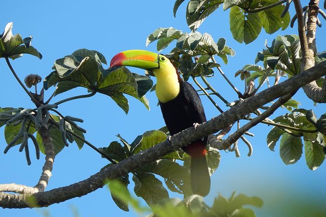 Private Tour: Birdwatching from Cancun - Species variety: what “up to 90” looks like in real life