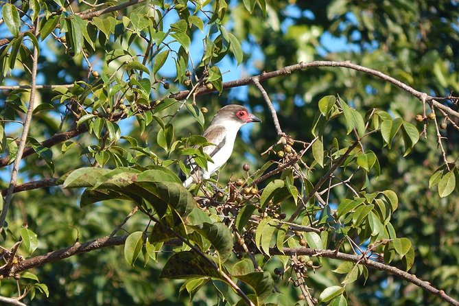 Private Tour: Birdwatching from Cancun - Price and value: $525 per group is fair when you fill the seats