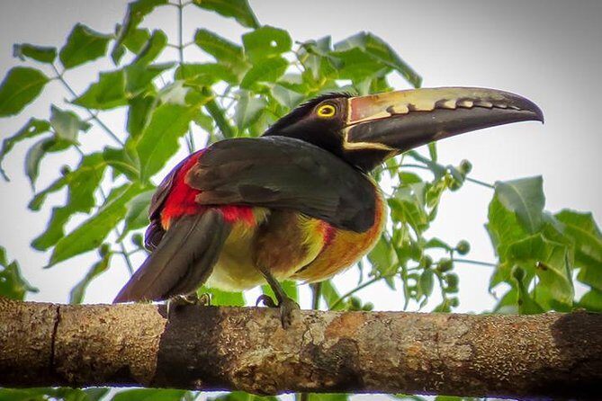 Private Tour: Birdwatching Playa del Carmen - Why an early 6:00 am start helps you spot more birds