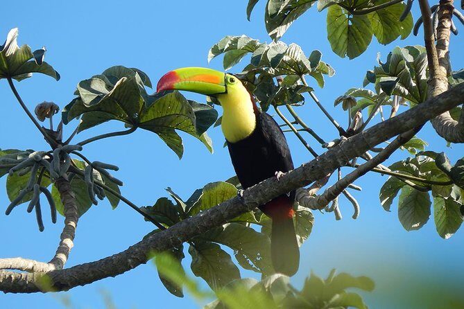 Private Tour: Birdwatching Playa del Carmen - Getting there smoothly: transport from Cancun, Playa del Carmen, and Tulum