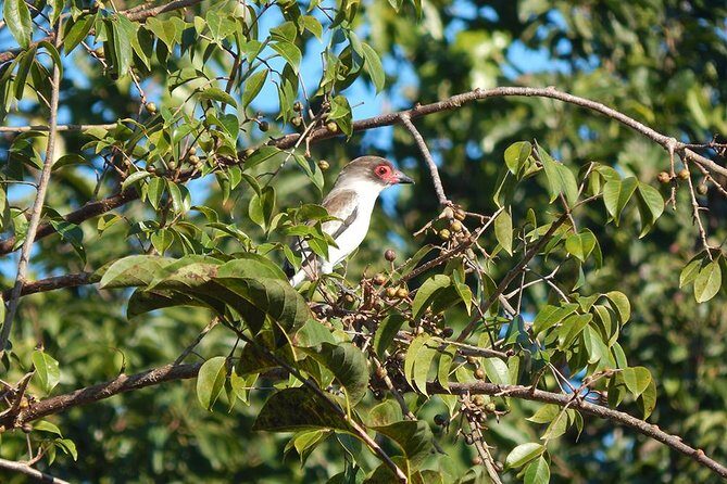 Private Tour: Birdwatching Playa del Carmen - Timing and meeting: the 6:00 am plan