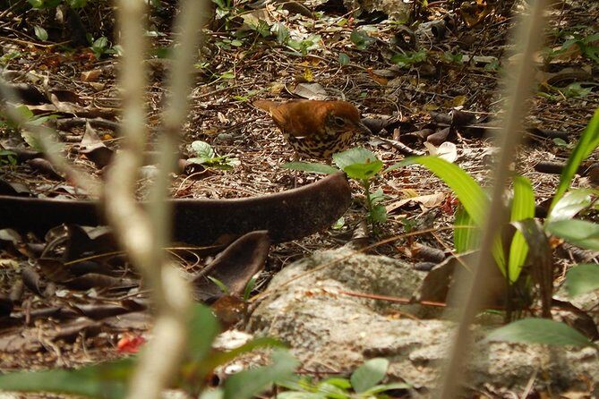 Private Tour: Birdwatching Playa del Carmen - Price and value: $525 per group up to 4