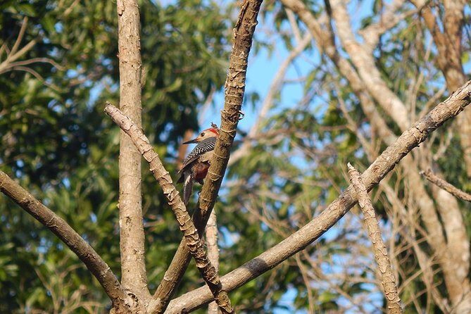 Private Tour: Birdwatching Playa del Carmen - Private birding with a guide who reads bird behavior (Carlos-style)