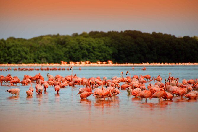 Private Tour: Celestun Biosphere Reserve by Yucatan Concierge - Celestún in a day: what this private biosphere outing is really like