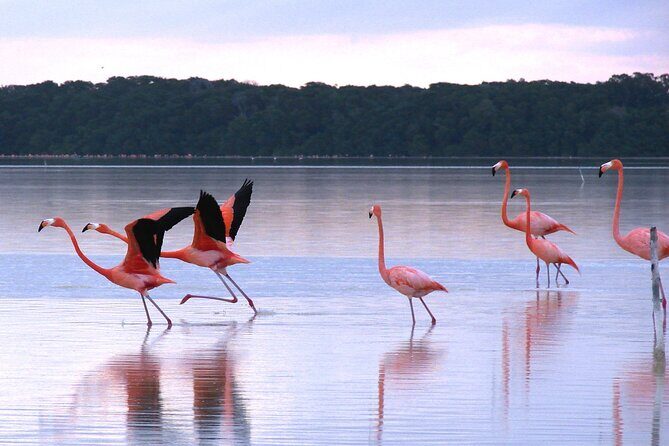 Private Tour: Celestun Biosphere Reserve by Yucatan Concierge - Boat ride on the ria: where wildlife spotting becomes realistic