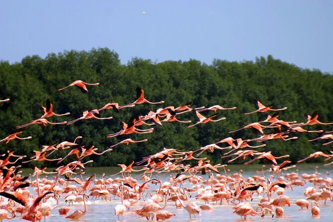 Private Tour Celestun Flamingo Watching and Beach - Ría Celestun Biosphere Reserve: The Private Boat Part That You’ll Remember
