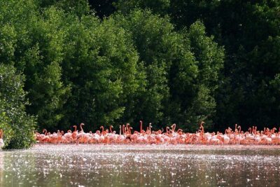 Private Tour Celestun Flamingo Watching and Beach - The private boat ride through mangroves: how to see wildlife (and get better photos)