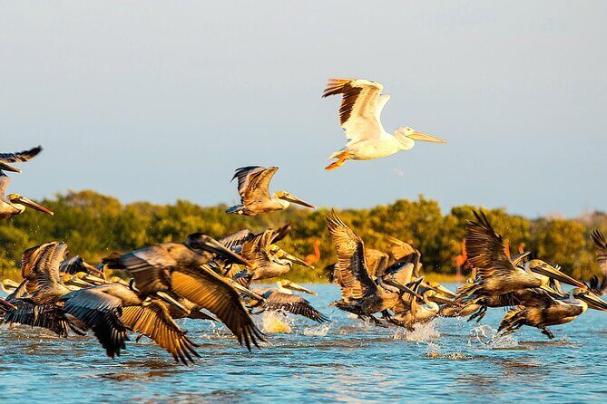 Private Tour Celestun Flamingo Watching and Beach - Practical Tips So Your Day Flows Smoothly
