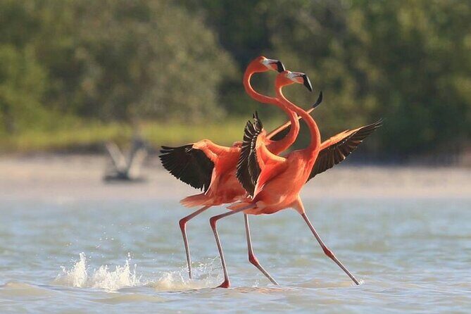 Private Tour Celestun Flamingo Watching and Beach - Should You Book This Celestún Flamingo Watching and Beach Tour?
