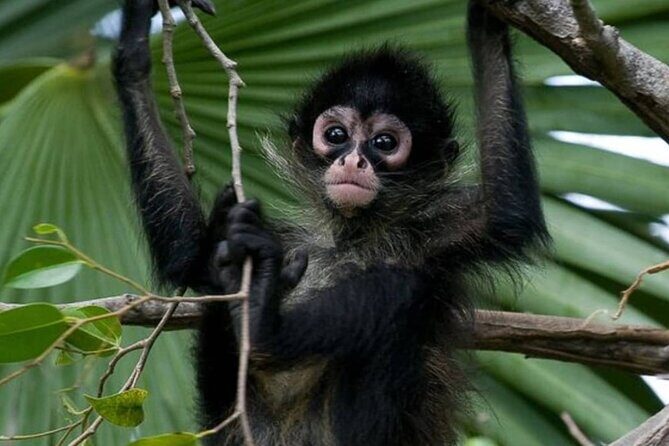 Private Tour Coba Ruin Punta Laguna Monkey Spider Cenote Mayan Village - Key highlights you’ll actually care about
