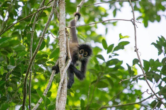 Private Tour: Coba ruins & Monkey Sanctuary with Punta Laguna - The adventure lineup: canoe, zipline, rappel, and cenote time