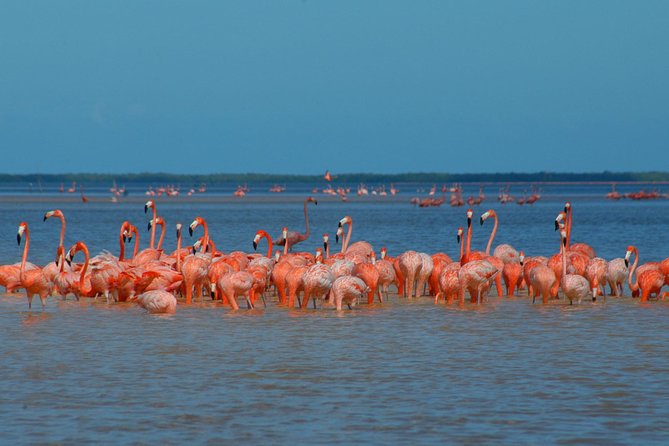 Private Tour: Ek Balam, Pink Flamingos Sanctuary and Tequila Tasting Factory - A Private Yucatán Day That Actually Feels Like Two Trips