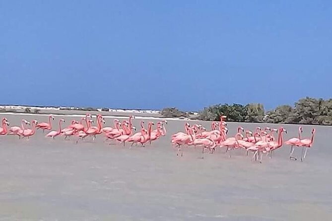 Private Tour: Pink Flamingos, Maya Temples and Ek Balam - Pickup from Cancun that actually feels convenient