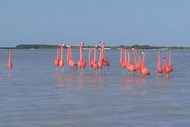 Private Tour: Pink Flamingos, Maya Temples and Ek Balam - Ek Balam: the Maya site with a 40-meter climb