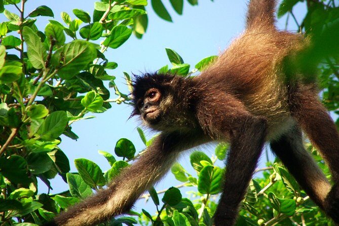 Private Tour Punta Laguna Monkey Sanctuary Zip Line - Punta Laguna: why this monkey sanctuary feels more human than themed