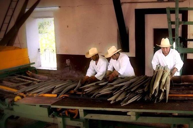 Private Tour: Sotuta de Peon Hacieda Day Trip - A quick practical checklist before you go