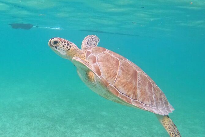 Private Tour to Tulum and Swimming with Turtles in Akumal - Price and value: what you’re really paying for at $170.55