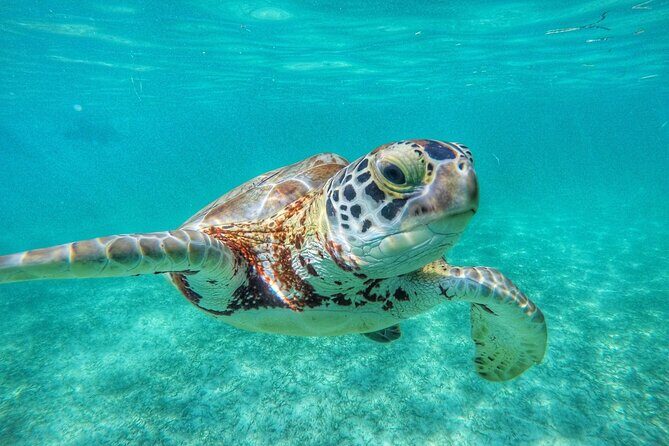 Private Tour to Tulum and Swimming with Turtles in Akumal - Lunch, comfort, and timing: the small things that prevent a bad day