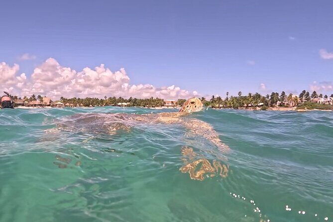 Private Tour to Tulum and Swimming with Turtles in Akumal - Who should book this private Tulum and turtles tour