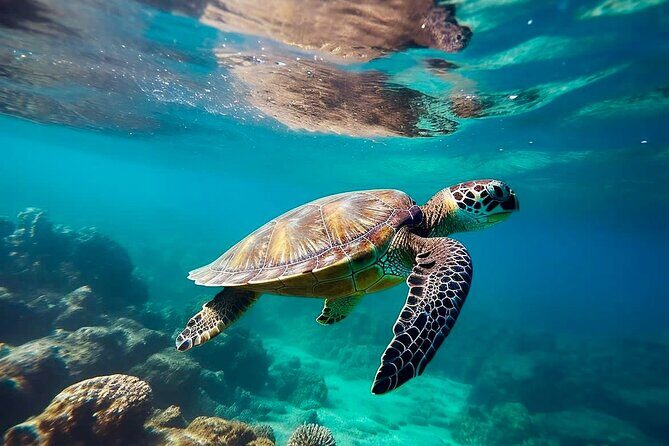 Private Tour Tulum Tortugas Cenote Beach All Inclusive - Key things to know before you go
