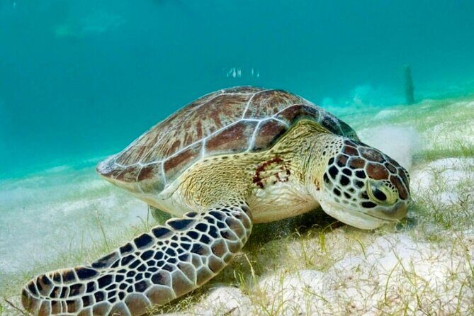 Private Tour Tulum Tortugas Cenote Beach All Inclusive - Pickup, Timing, and Getting There Without Drama