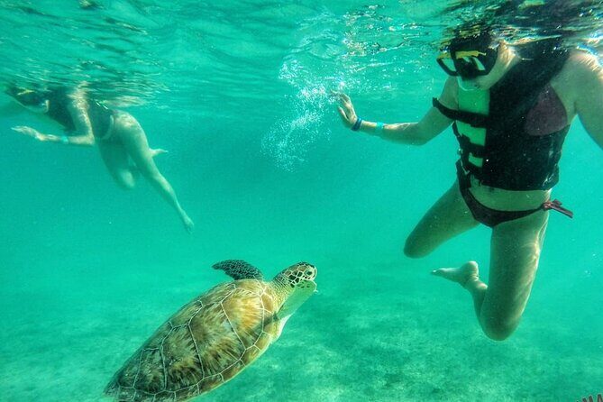 Private Tour: Turtle Swim & Cenote - Key highlights to care about before you go