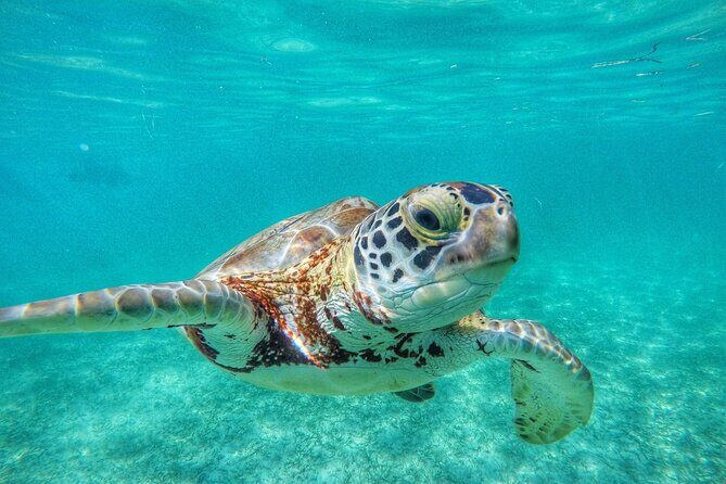 Private Tour: Turtle Swim & Cenote - Akumal Bay Turtle Snorkeling: What This Part Feels Like
