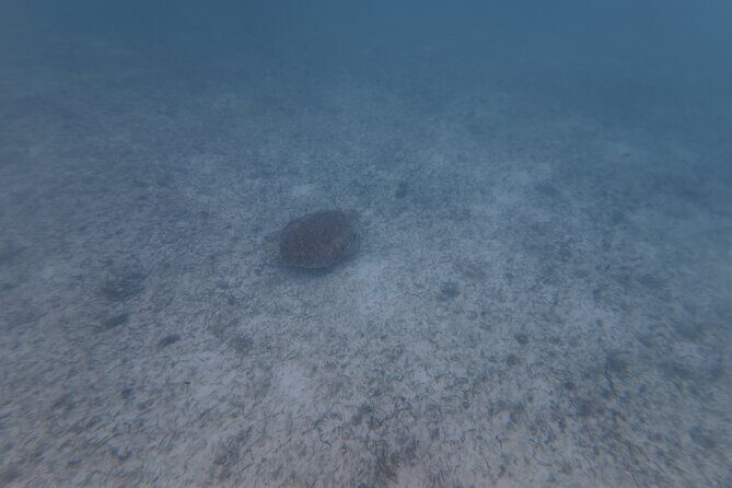 Private Tour: Turtle Swim & Cenote - Gear, Safety, and Fitness: What You Should Actually Expect
