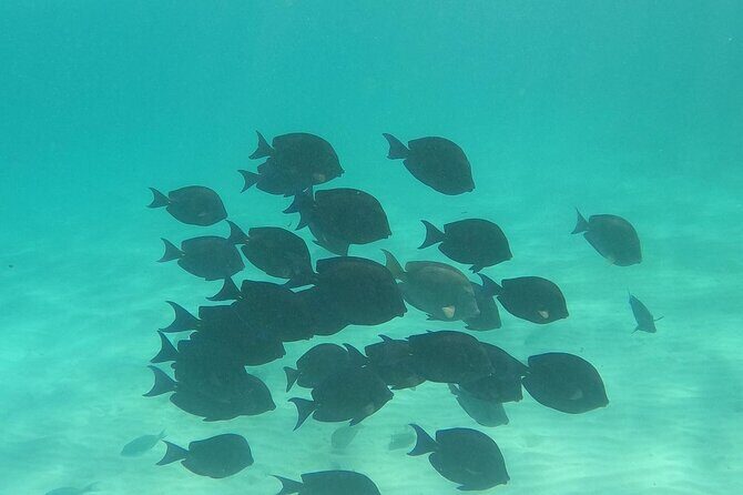 Private Tour: Turtle Swim & Cenote - Should You Book the Private Turtle Swim & Cenote?