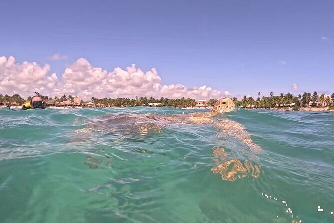 Private Tour: Turtle Swim & Cenote - Cenote Time in the Jungle: The Closed-Cenote Difference