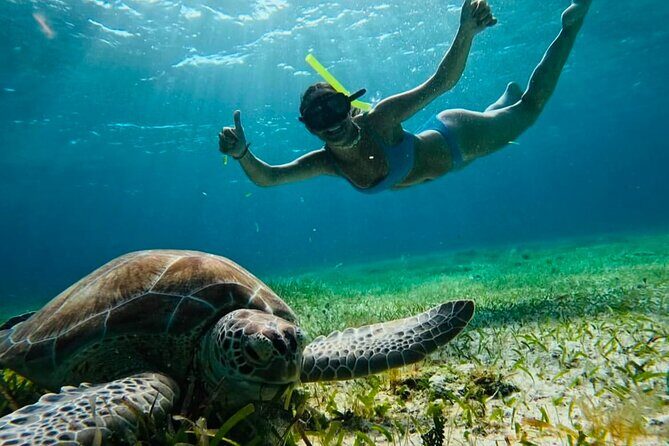 Private Tour Turtles Coral Reef Cenote Beach All inclusive - Key things you’ll notice on this tour