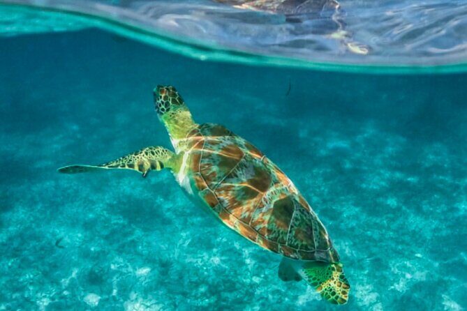 Private Tour Turtles Coral Reef Cenote Beach All inclusive - Cenote Xunaan-Ha: freshwater caves, swimming time, and cultural context
