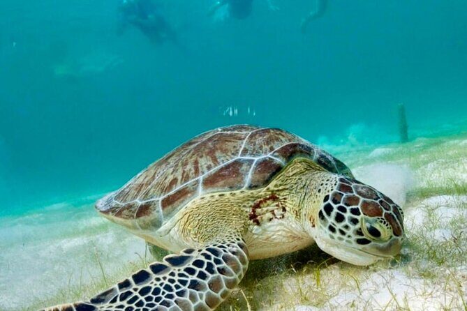Private Tour Turtles Coral Reef Cenote Beach All inclusive - Price and all-in value: what you’re paying for, and what you’re not