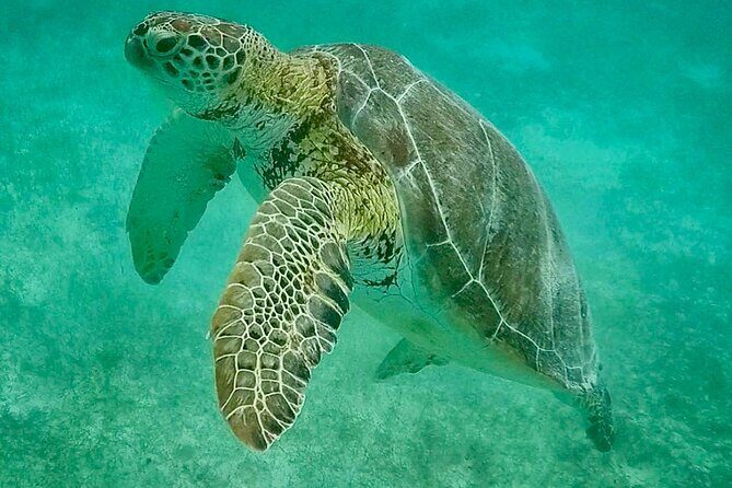 Private Tour Turtles Coral Reef Cenote Beach All inclusive - Who this tour fits best (and who should think twice)