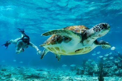 Private Tulum Mayan Ruins & Swimming with Turtles Experience - Price and the Real Cost (Including the 750 MXN Cash Fees)