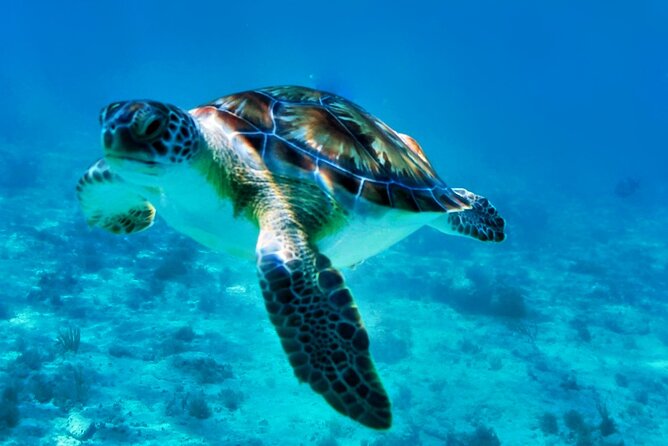 Private Tulum Mayan Ruins & Swimming with Turtles Experience - Who This Tour Suits Best (And Who Might Want a Different Option)